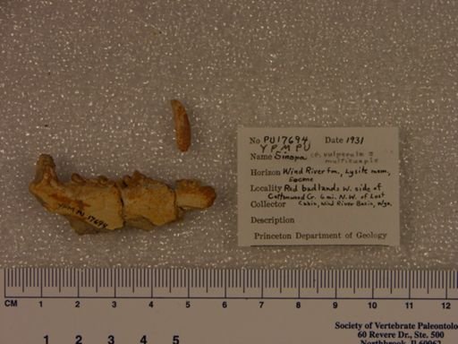 Sinopa cf. vulpecula