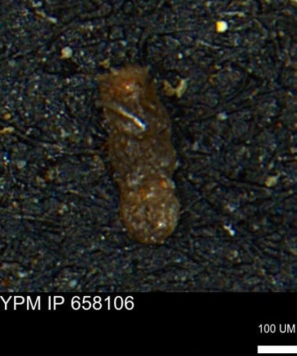 Ammobaculoides whitneyi