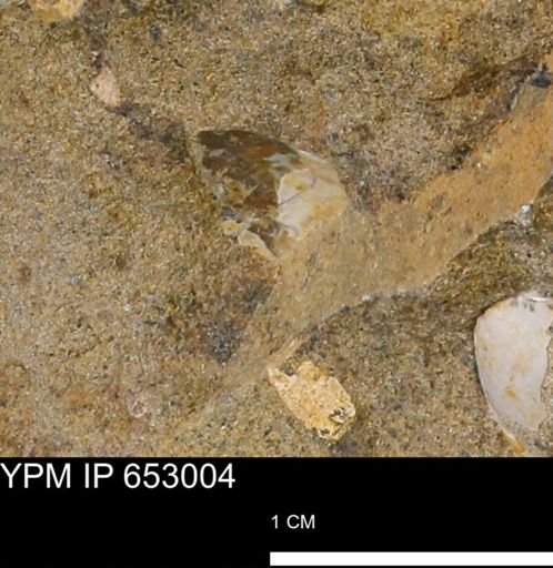 Mollusca