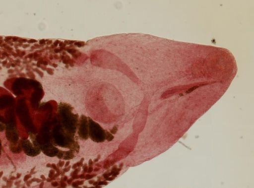 Prosthogonimus macrorchis