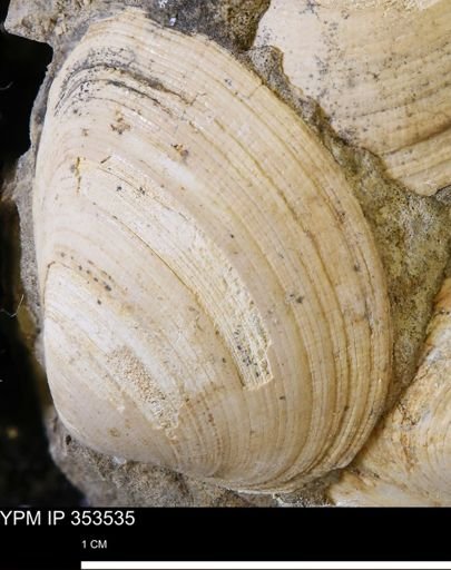 Limopsis striatopunctatus