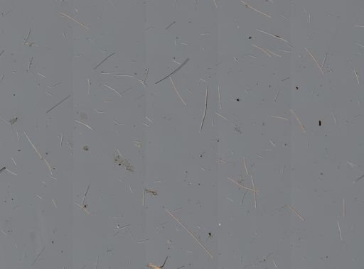 Callyspongia vaginalis