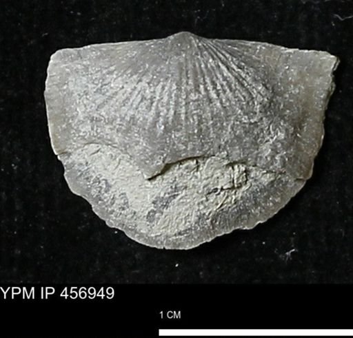 Stropheodonta sp.