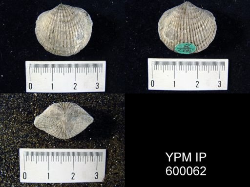Atrypa reticularis