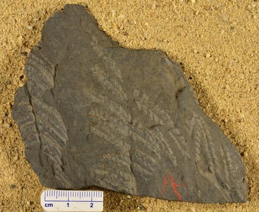 Pecopteris sp.
