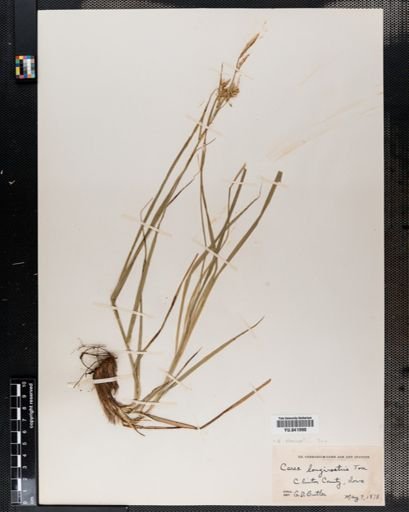 Carex sprengelii