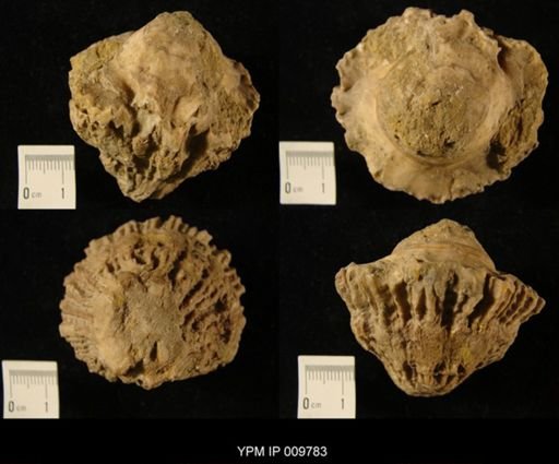 Sphaerulites angeiodes