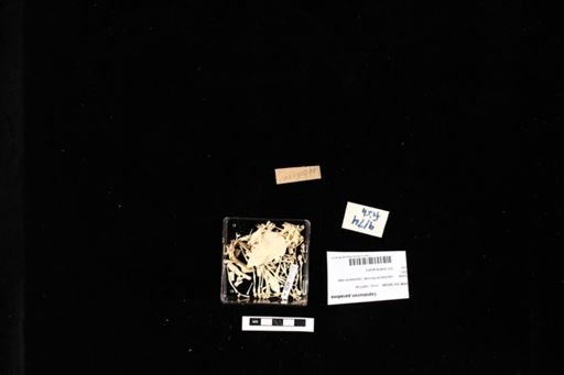 Lepidosiren paradoxa