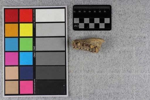 Mesohippus eulophus