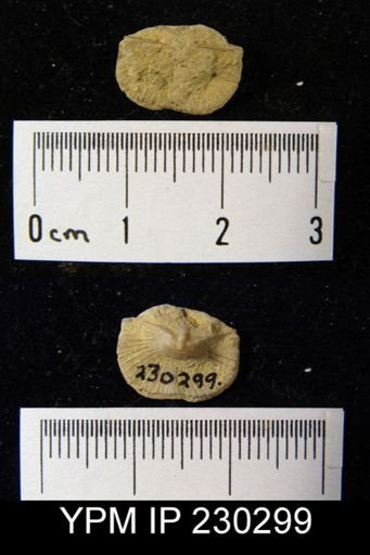 Streptorhynchus affine
