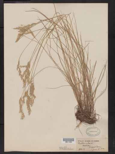 Festuca rubra