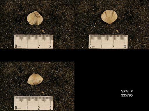 Enteletes hemiplicata