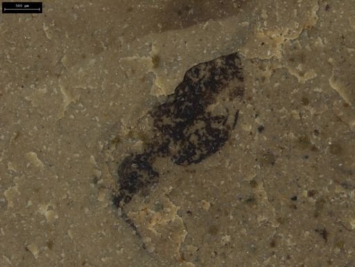 Coleoptera
