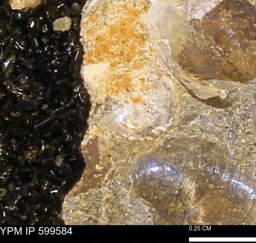 Protocardia subquadrata