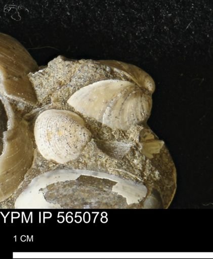 Limopsis striatopunctatus