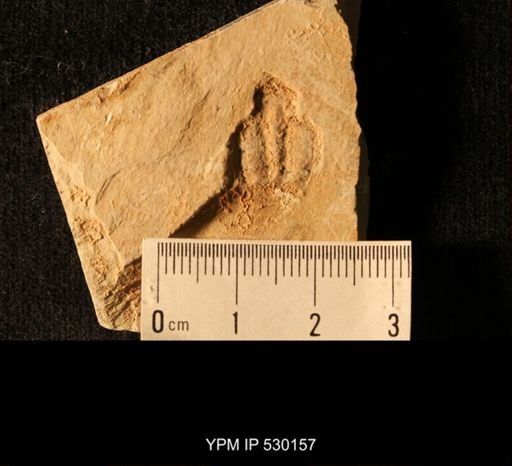 Elrathia kingi
