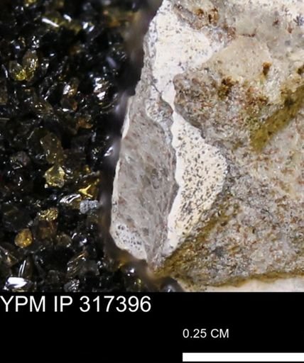 undet. Mollusca