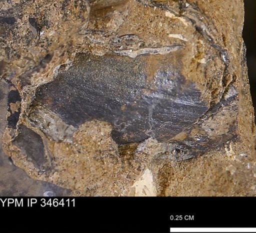undet. Mollusca