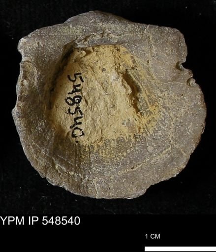 Stropheodonta navalis