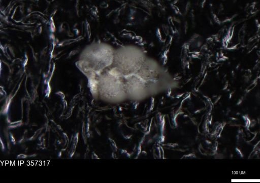 undet. Foraminiferida