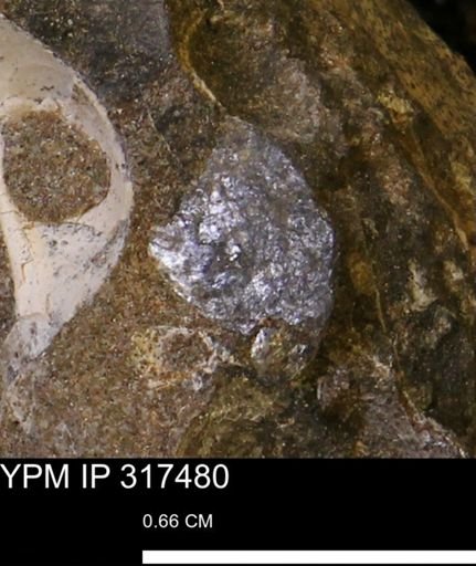 undet. Mollusca
