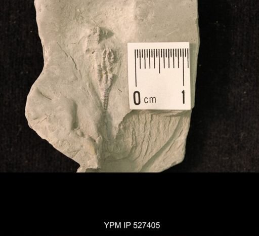 Iocrinus sp.
