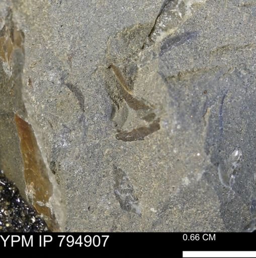 undet. Mollusca