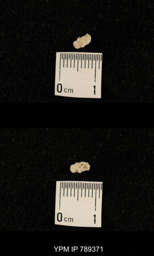 undet. Bryozoa