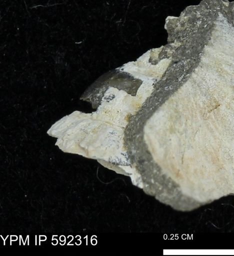 undet. Mollusca