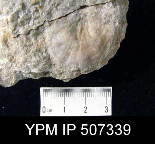 Strophonella ampla