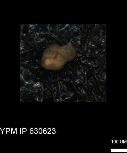 undet. Foraminiferida