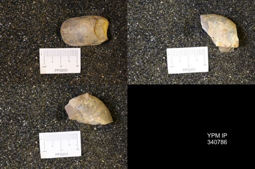Scaphites sp.