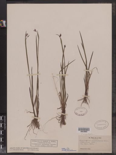 Sisyrinchium angustifolium