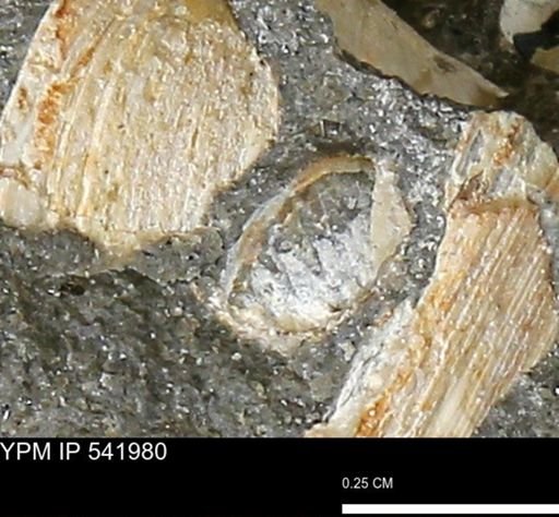 undet. Bivalvia