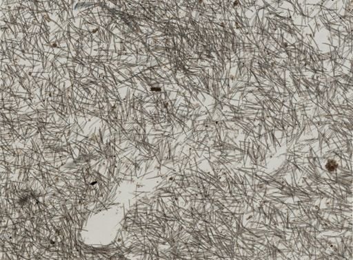 Isodictya deichmannae