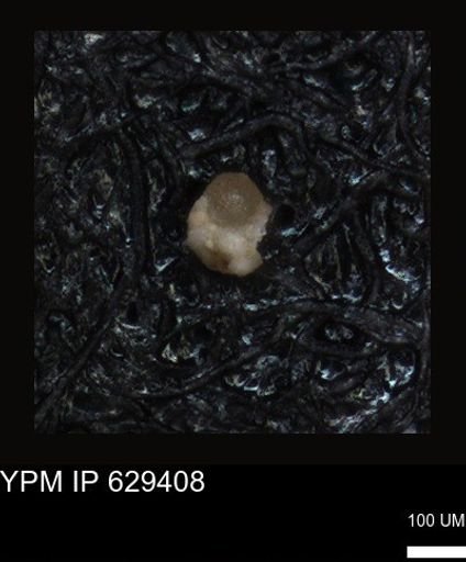 undet. Foraminiferida