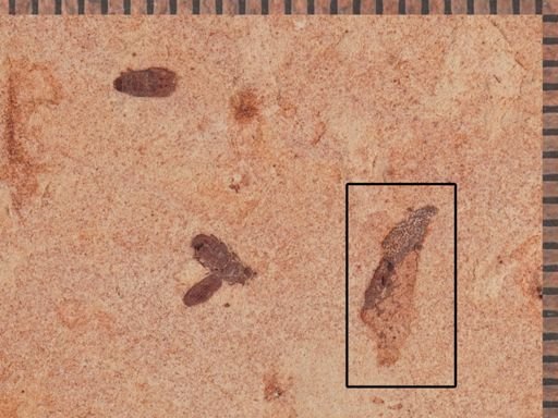 Insecta?