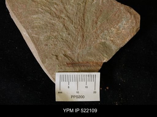 Sphenothallus sp.