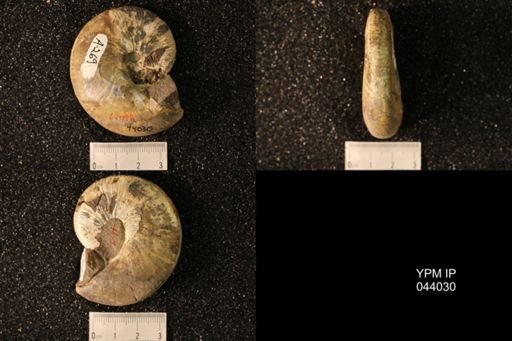 Hoploscaphites nicolletii