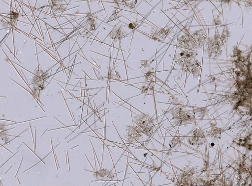 Desmacella infundibuliformis