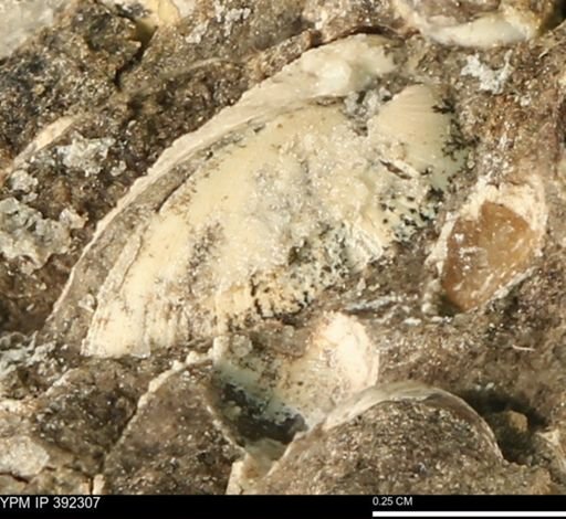 Protocardia subquadrata
