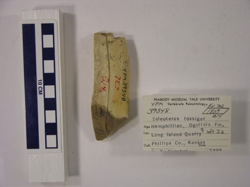 Teleoceras fossiger