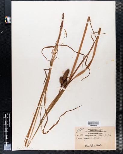 Carex typhina