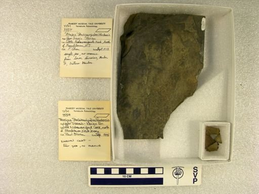 Atreipus milfordensis