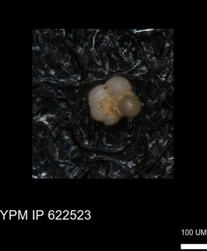 undet. Rugoglobigerinidae