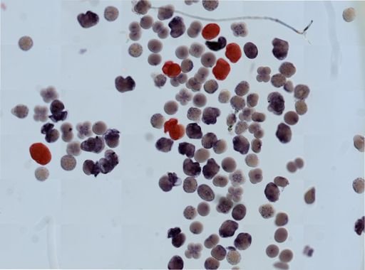 Crepidula