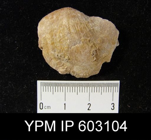 Gigantoproductus latissimus