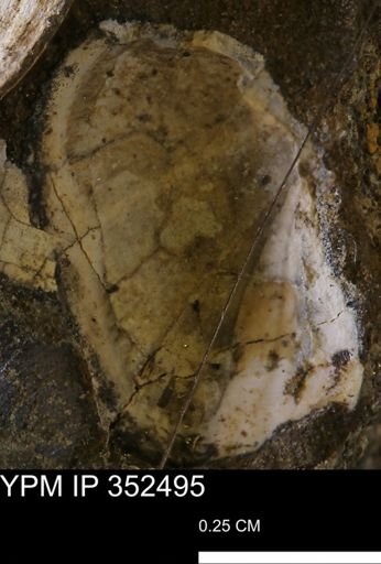 Parallelodon (Cosmetodon) sp.