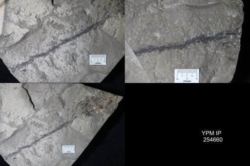 Medusaegraptus?