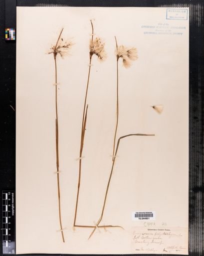 Eriophorum polystachion